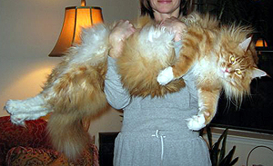 Mammoth cat held by proud human.